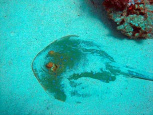 Blue spotted ray