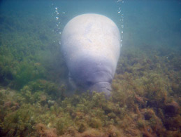manatee in Crystal River