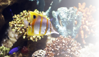 themed image